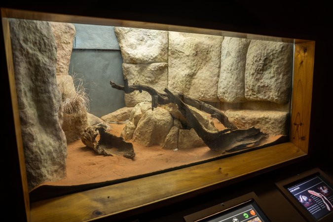 Snake in enclosure at Adelaide Zoo