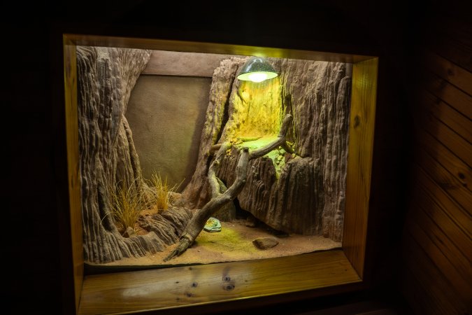 Lizard in enclosure at Adelaide Zoo