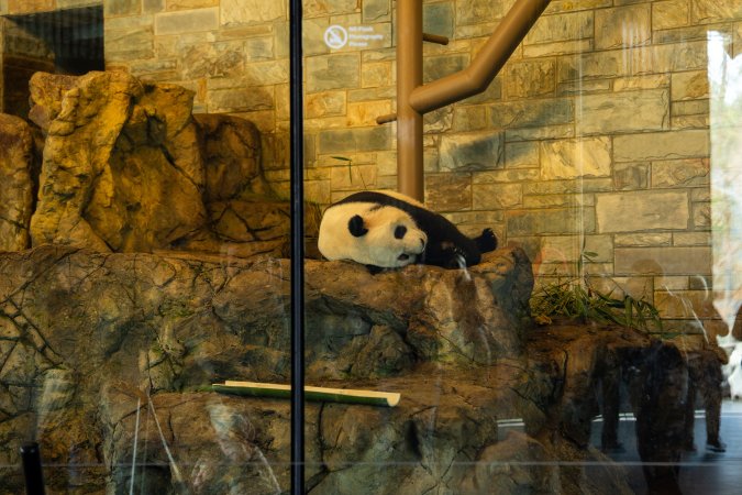 Giant Panda lying in enclosure at Adelaide Zoo