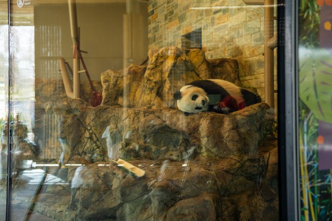Giant Panda lying in enclosure at Adelaide Zoo