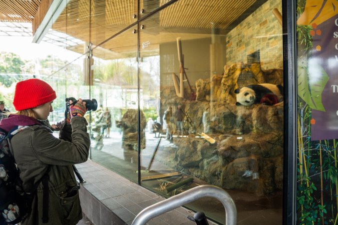 Filming Giant Panda in enclosure at Adelaide Zoo