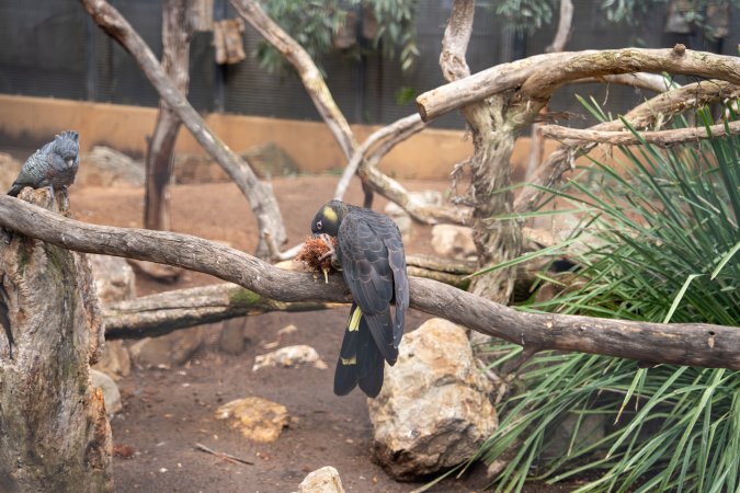 Cockatoo in aviary at Adelaide Zoo