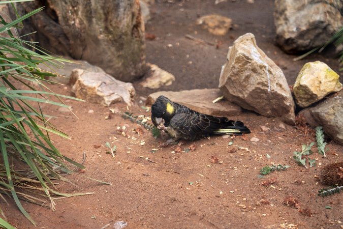 Cockatoo in aviary at Adelaide Zoo