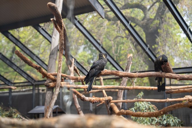 Cockatoo in aviary at Adelaide Zoo