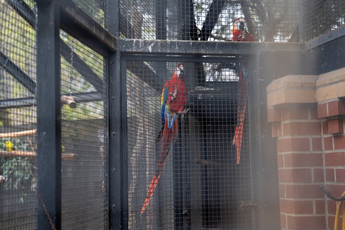 Parrots in aviary at Adelaide Zoo