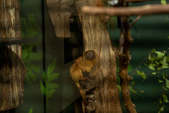 Golden Tamarin at Adelaide Zoo