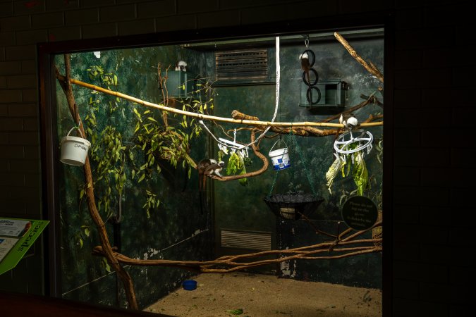 Tamarin enclosure at Adelaide Zoo