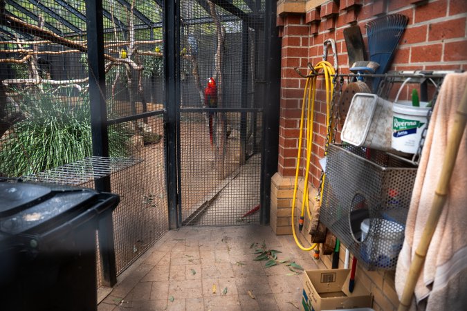 Parrots in aviary at Adelaide Zoo