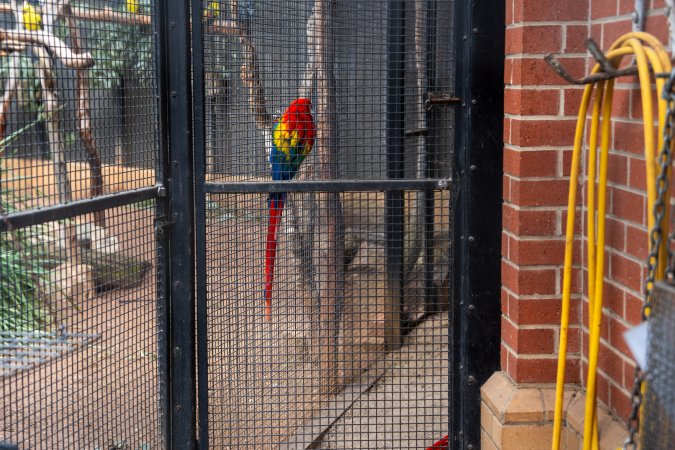 Parrots in aviary at Adelaide Zoo
