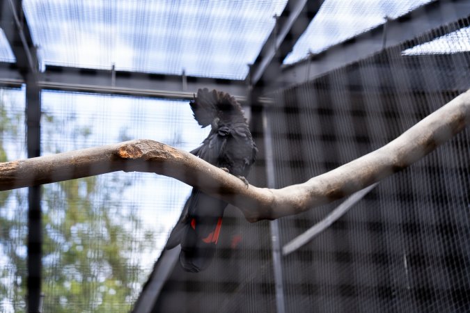 Cockatoo in aviary at Adelaide Zoo