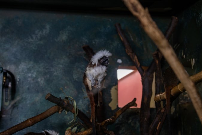 Cotton top tamarin at Adelaide Zoo