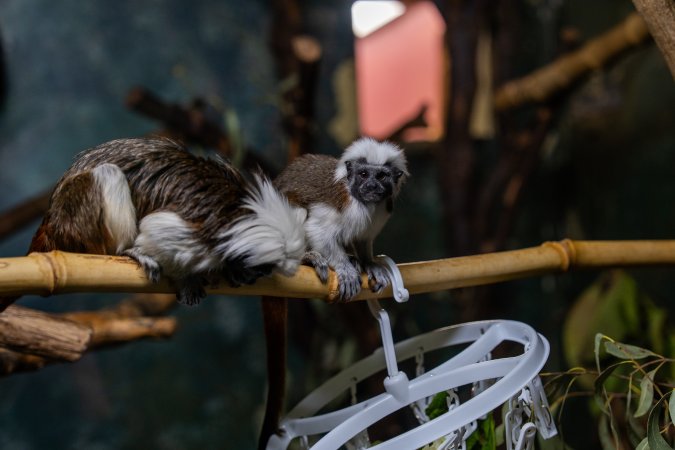 Cotton top tamarin at Adelaide Zoo