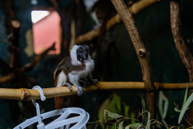 Cotton top tamarin at Adelaide Zoo