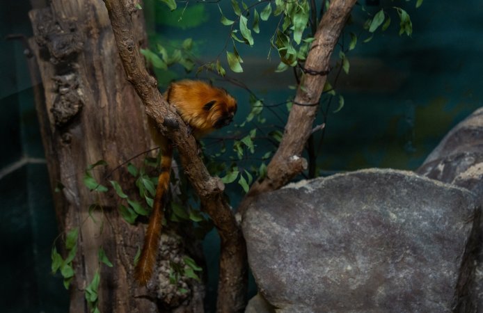 Golden tamarin at Adelaide Zoo