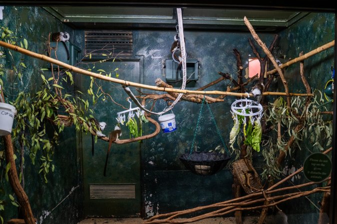 Tamarin enclosure at Adelaide Zoo