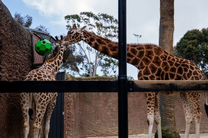 Giraffes at Adelaide Zoo