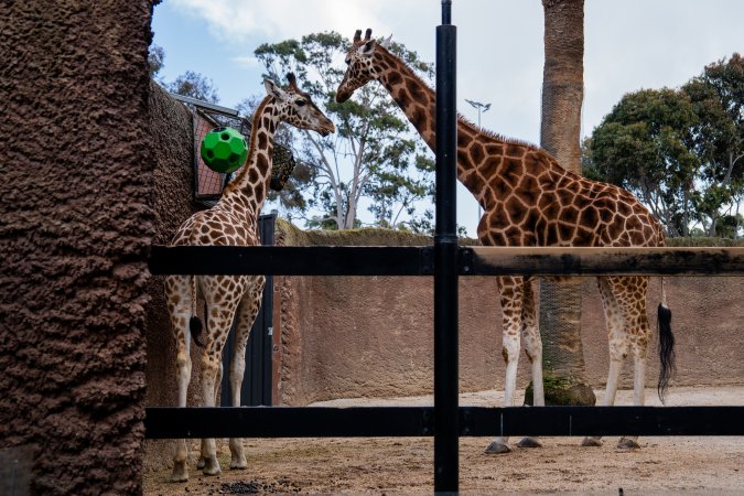 Giraffes at Adelaide Zoo