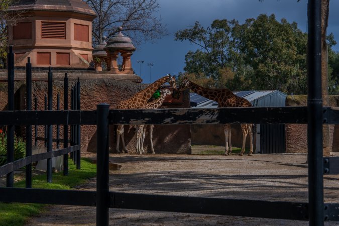 Giraffes at Adelaide Zoo