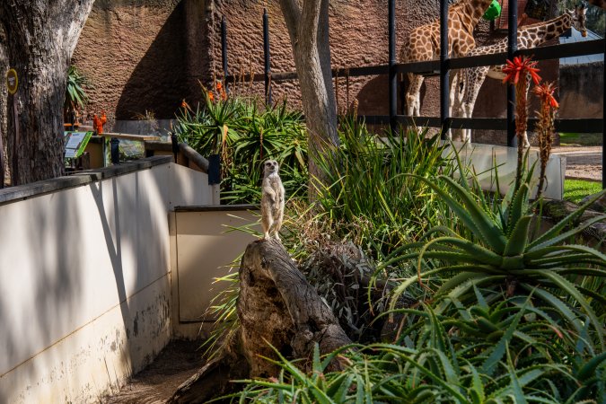 Meerkat at Adelaide Zoo