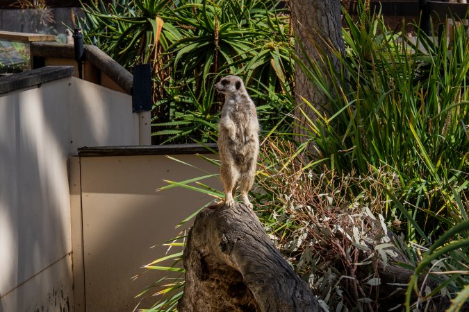 Meerkat at Adelaide Zoo