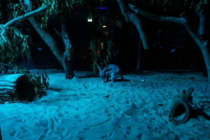 Bilby at Adelaide Zoo