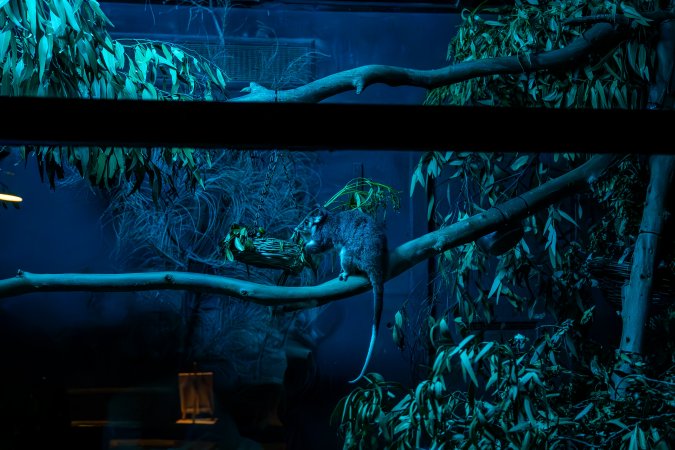 Possum at Adelaide Zoo