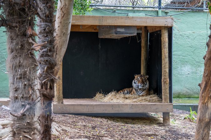 Tiger at Adelaide Zoo