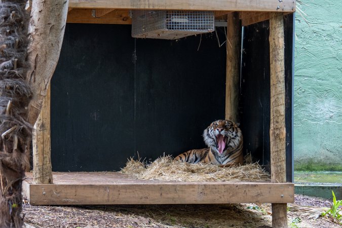 Tiger at Adelaide Zoo