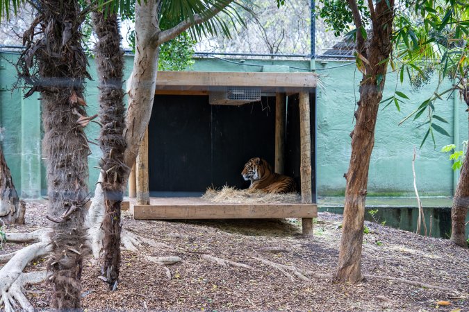 Tiger at Adelaide Zoo