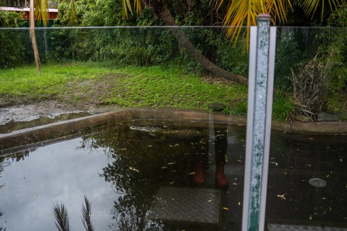 American Alligator at Adelaide Zoo