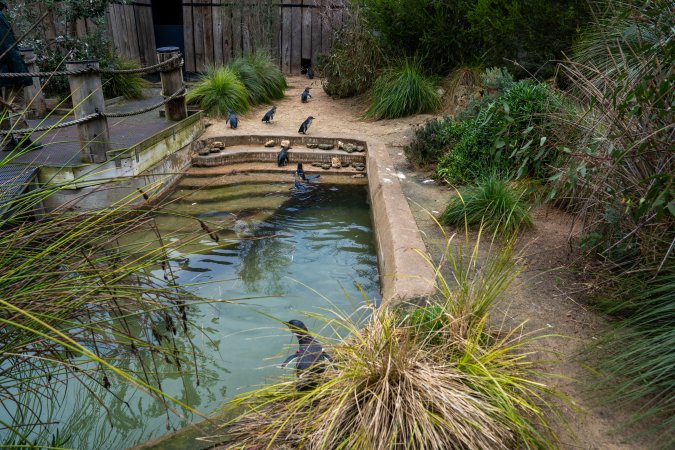 Little penguin enclosure at Adelaide Zoo
