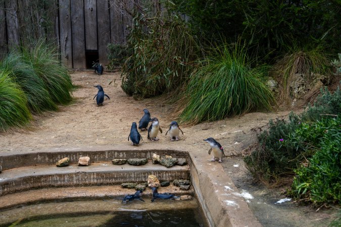 Little penguin enclosure at Adelaide Zoo