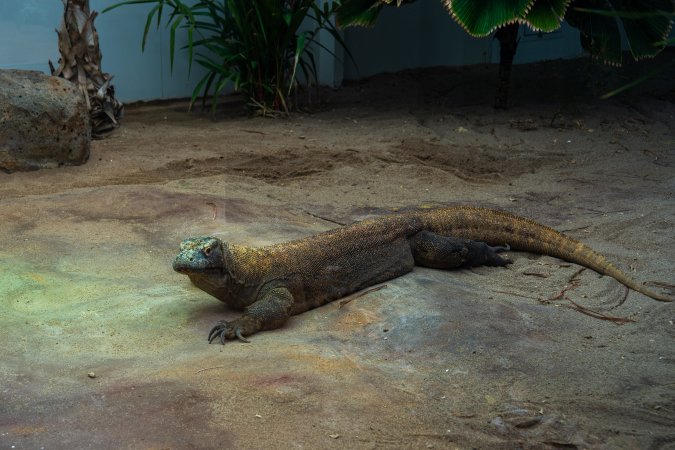 Komodo dragon at Adelaide Zoo