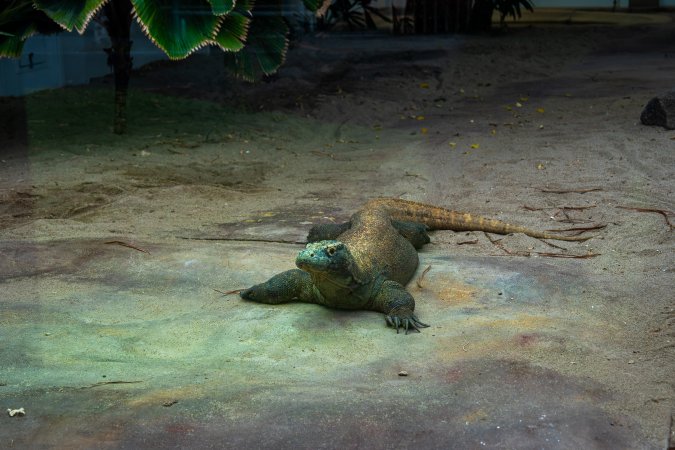 Komodo dragon at Adelaide Zoo