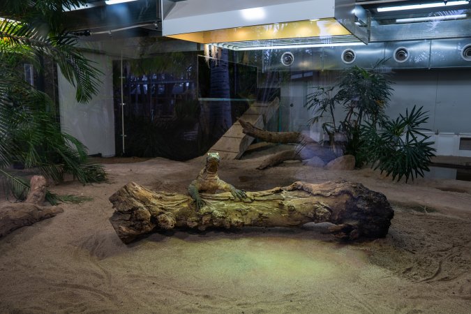 Komodo dragon at Adelaide Zoo