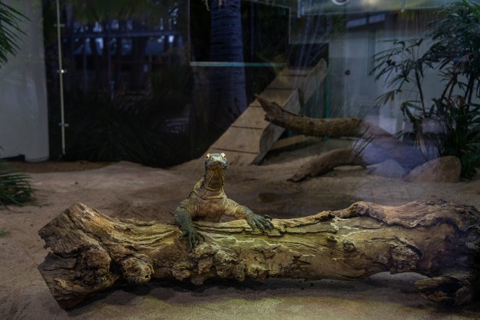 Komodo dragon at Adelaide Zoo