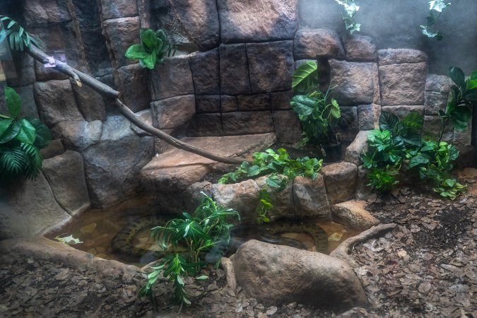 Snake at Adelaide Zoo