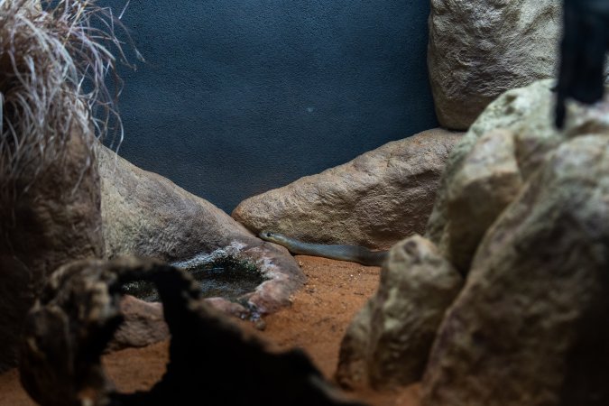 Snake at Adelaide Zoo
