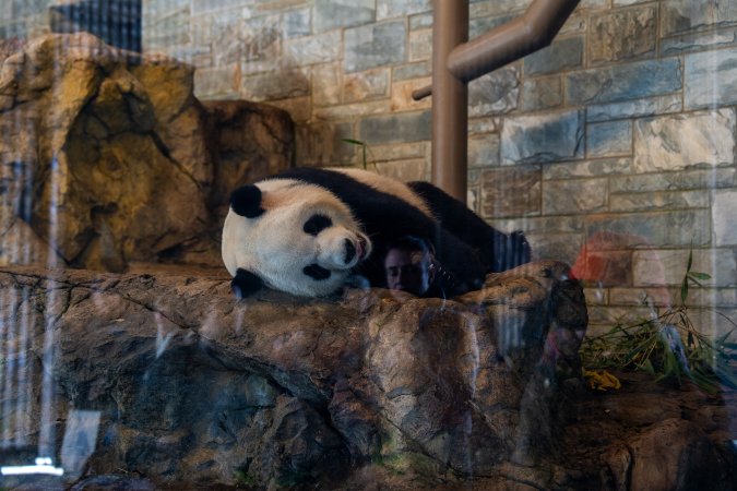 Giant Panda at Adelaide Zoo