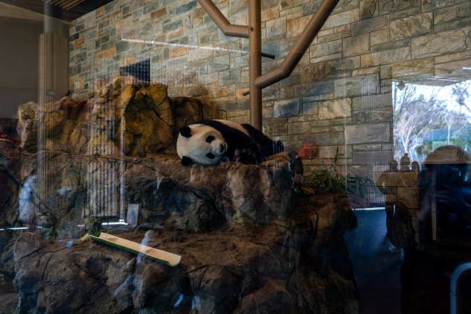 Giant Panda at Adelaide Zoo