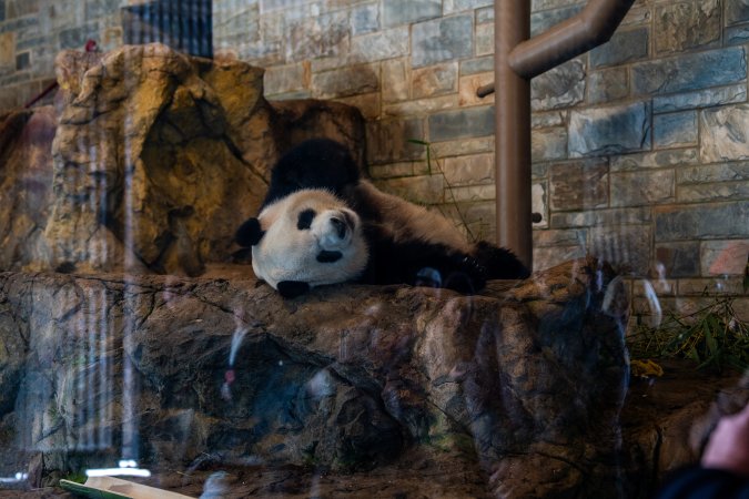 Giant panda at Adelaide Zoo