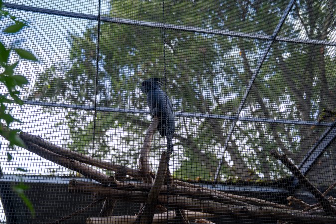 Cockatoo in aviary at Adelaide Zoo