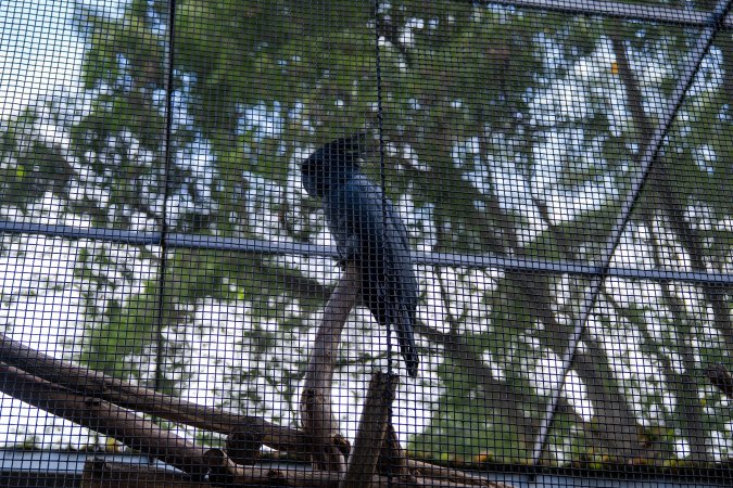 Cockatoo in aviary at Adelaide Zoo