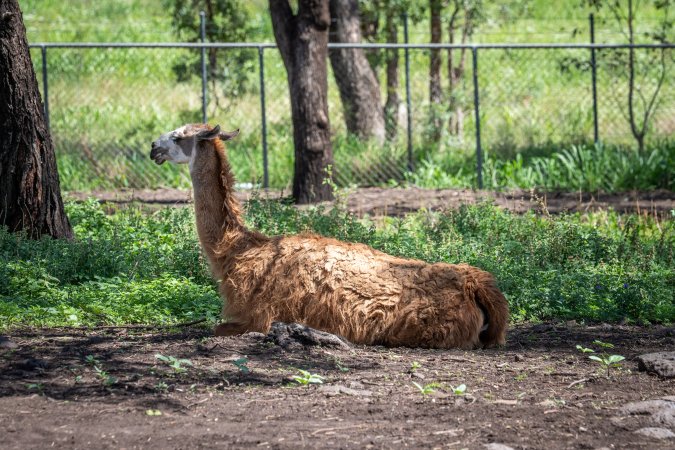 Alpaca enclosure