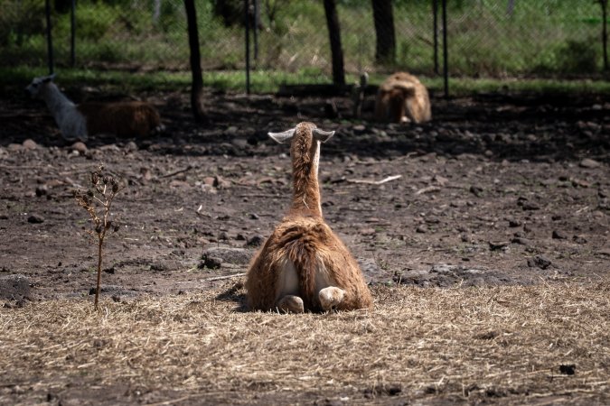 Alpaca enclosure