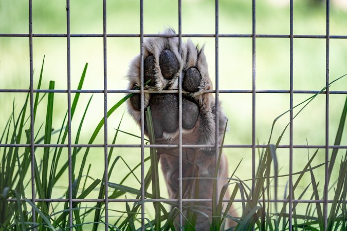 A lions paw up against the bars