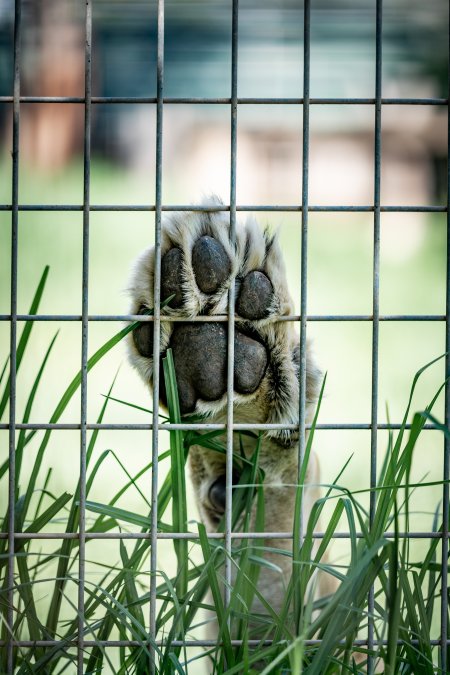 A lions paw up against the bars
