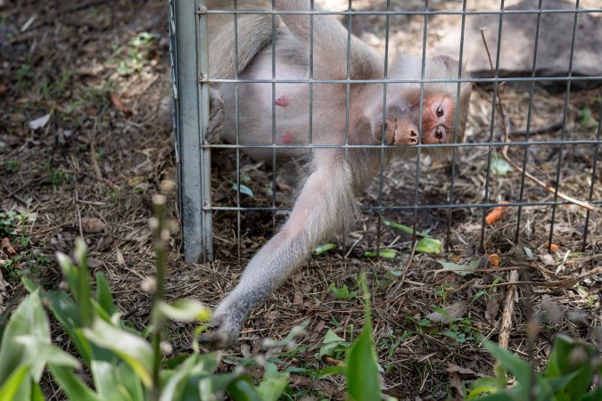 Baboon reaches through bars