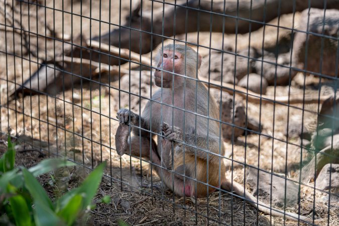 Baboon reaches through bars