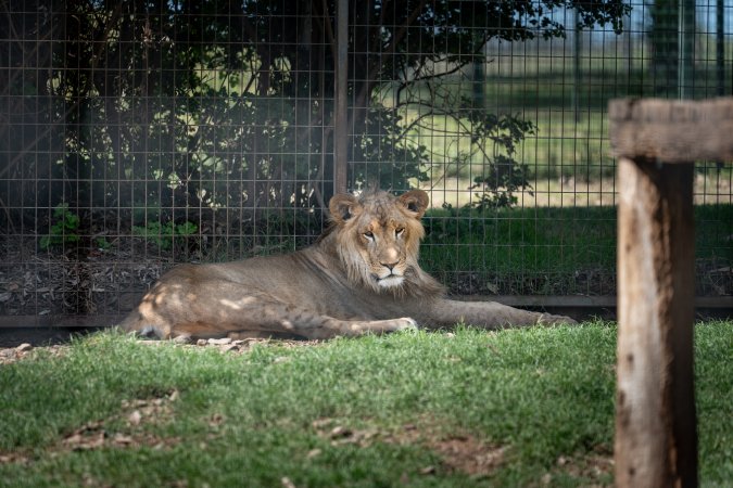 Young lion in enclosure